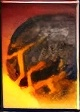 Meteorite